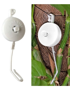 Yoyo's plant
