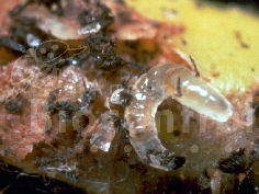 Traunem (Nématode)