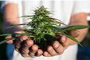 ../191-growshop-suisse